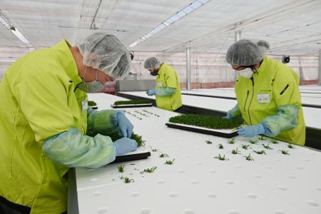 　野菜の苗を植える障害者の従業員ら＝３月１５日、宮城県美里町