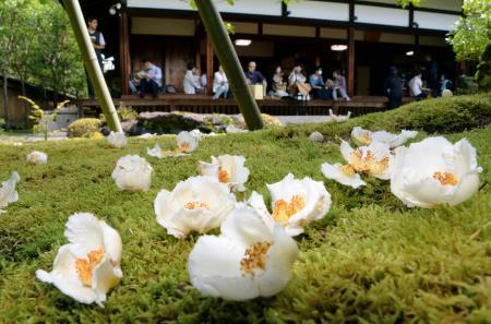 沙羅双樹が見頃、京都・東林院　境内で特別公開、２３日まで