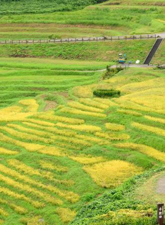 　稲が穂を実らせ収穫の時期を迎えている、能登半島地震で被災した棚田「白米千枚田」＝２日午前、石川県輪島市