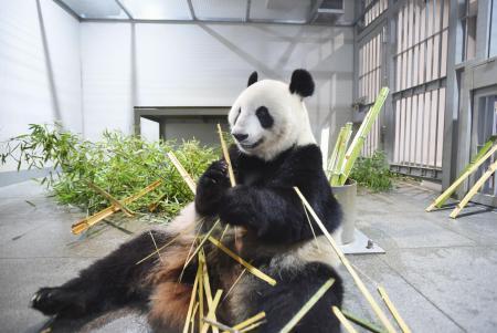 パンダのカップルとお別れ　上野で最終観覧、２９日に中国へ