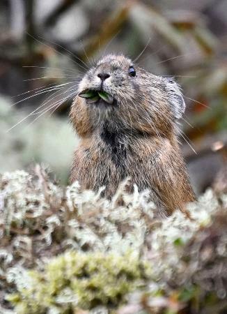 　北海道の山岳地帯にだけ生息する、準絶滅危惧種のエゾナキウサギが鹿追町の然別湖近くで姿を現した。岩の上を素早く動き回ったり、木の葉を食べたりとかわいらしい姿を見せていた。秋の間に餌を集め巣穴で冬を越すという＝５日午前