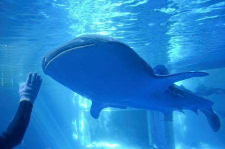 　のとじま水族館の水槽に搬入されたジンベエザメ＝１１日午前、石川県七尾市