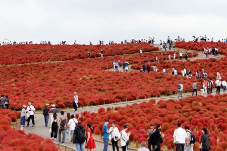 　国営ひたち海浜公園で、紅葉の見頃を迎え赤く色づくコキア＝１９日午前、茨城県ひたちなか市