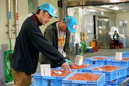 静岡でサクラエビ初競り　水揚げ２トン、台風で遅れも