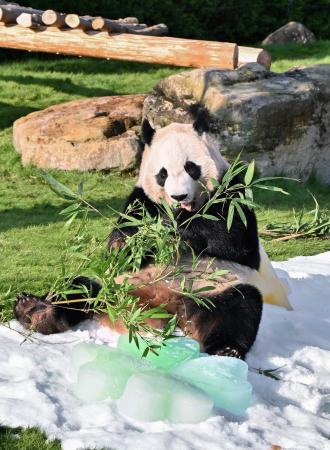 パンダ「楓浜」、４歳誕生日　和歌山・白浜のレジャー施設