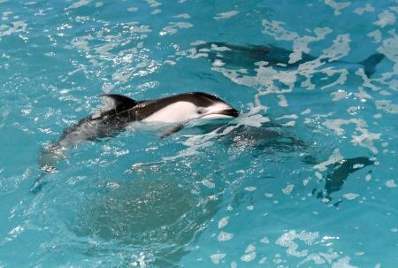 　のとじま水族館に帰還したカマイルカ＝５日午後、石川県七尾市