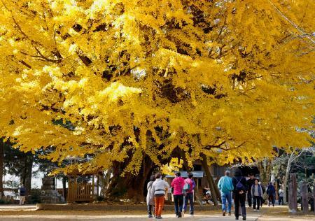 　見頃を迎えた茨城県行方市の西蓮寺の大イチョウ＝５日