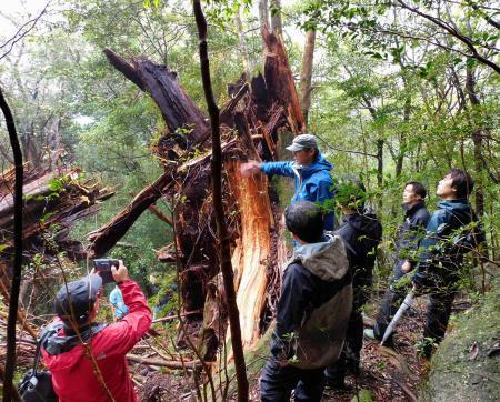 　台風で倒れた「弥生杉」の被害状況を確認する関係者＝１０月、鹿児島県・屋久島（屋久島森林管理署提供）