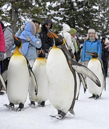 　「ペンギンの散歩」のリハーサルで雪道を行進するペンギン＝１１日午前、北海道旭川市の旭山動物園