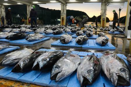 和歌山・那智勝浦で生マグロ初市　水揚げ量国内有数、２千匹並ぶ