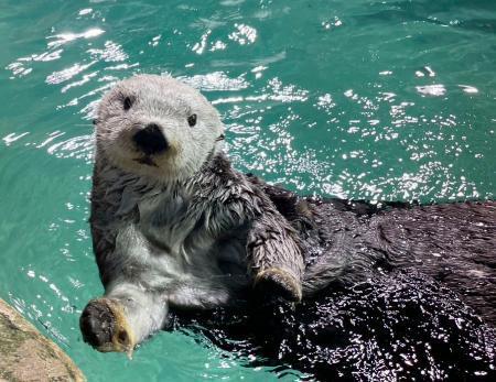 高齢１７歳のラッコ「リロ」死ぬ　福岡「マリンワールド海の中道」