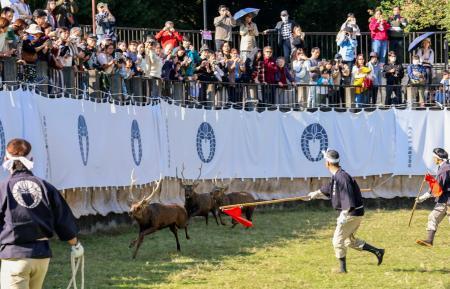 「迫力すごい」シカの角切り　追い込む勢子との攻防に大歓声
