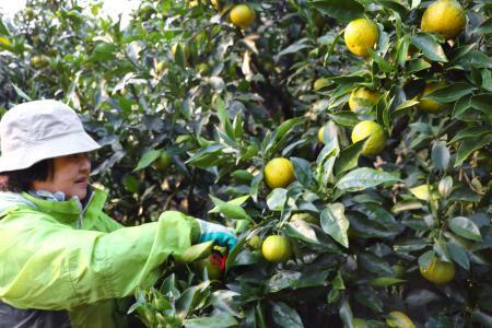 かんきつ「ジャバラ」収穫始まる　和歌山・北山村の特産