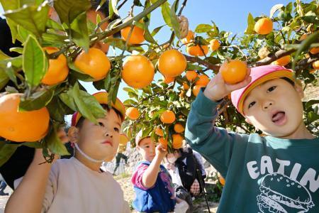 園児が町のシンボル・ミカン狩り　福島・広野、原発事故で一時中断