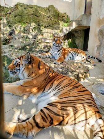 国内最高齢のトラ死ぬ、長野 20歳、双子不在で食欲不振