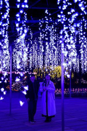 　栃木県足利市の「あしかがフラワーパーク」で大藤棚を再現したイルミネーションを楽しむカップル＝１０日夜