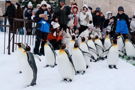 ペンギンが悠々雪道散歩、北海道　旭山動物園