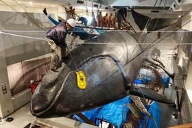 　和歌山県太地町の町立くじらの博物館で、セミクジラの実物大模型を清掃する職員＝１８日