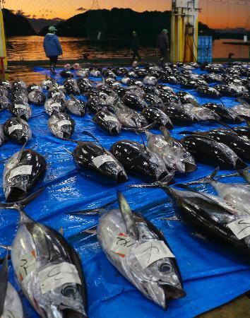 鮮度自慢、生マグロずらり　和歌山・那智勝浦で初市