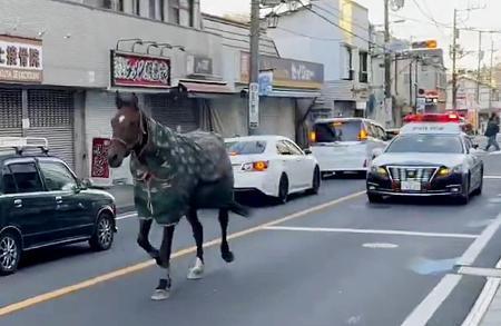 　川崎市多摩区の路上を走る、明治大馬術部が管理する馬＝５日午前（ｕｓａｐｏｍ）