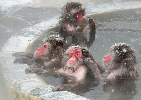 サルもほっこり露天風呂　粉雪舞う函館、熱帯植物園