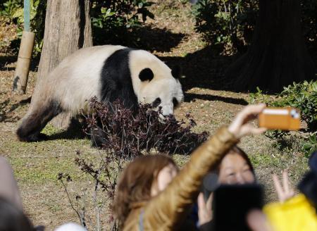 　東京・上野動物園の双子のジャイアントパンダ、雄シャオシャオ＝２０２５年１２月