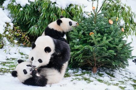 中国、ドイツと「パンダ協定」　ミュンヘンに２頭