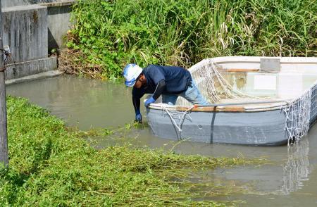 侵略植物に中華食材で対抗、佐賀　クウシンサイ育て実験