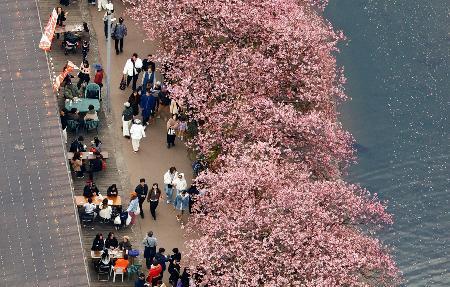 　見頃を迎えた「河津桜」を楽しむ人たち＝２２日午後、静岡県河津町（共同通信社ヘリから）