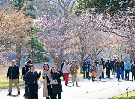 桜の皇居、乾通り一般公開始まる　２９日まで