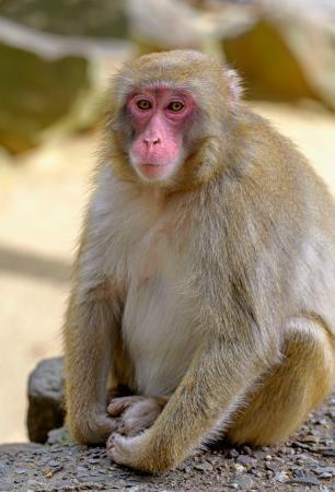 食いしん坊の「ダブリュ」が優勝　大分高崎山、恒例のサル総選挙