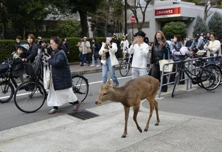 シカ受け入れ先は能勢温泉　大阪市から移送