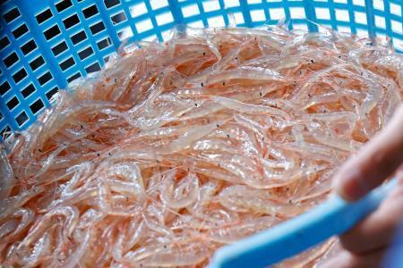 　富山湾で初水揚げされたシロエビ＝３日午前、富山県射水市