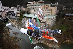 　札幌市南区の定山渓温泉でこどもの日を前に始まった「渓流鯉のぼり」＝１０日午前