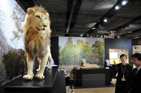 　東京農業大「食と農」の博物館に展示されたライオンの剥製＝４月２４日、東京都世田谷区