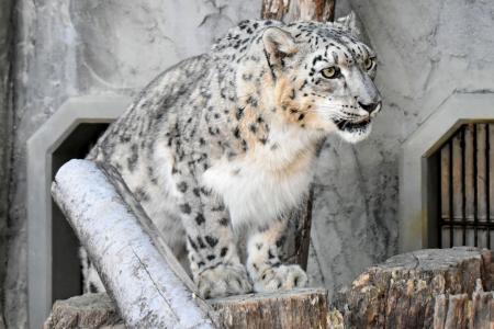 　死んだユキヒョウの「リアン」（名古屋市の東山動植物園提供）