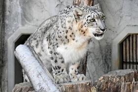 　死んだユキヒョウの「リアン」（名古屋市の東山動植物園提供）