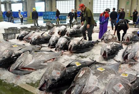 　境港に今季初めて水揚げされたクロマグロ＝２０日午前、鳥取県境港市