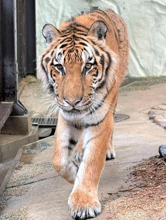 　国内最高齢だったアムールトラの「カイ」＝２０２５年６月、福岡市動物園（同園提供）