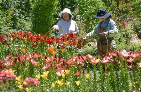　フラワーパーク「とっとり花回廊」で始まった「ゆり＆アジサイまつり」＝１３日午前、鳥取県南部町