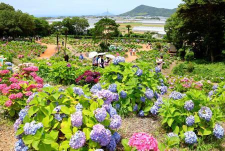 　愛知県田原市の渥美運動公園内に整備された「渥美あじさいの森」＝６日