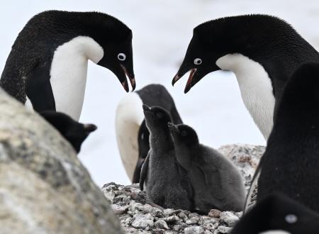 　アデリーペンギンの親子＝２０２４年１２月（秋田魁新報社・大久保瑠衣記者撮影）