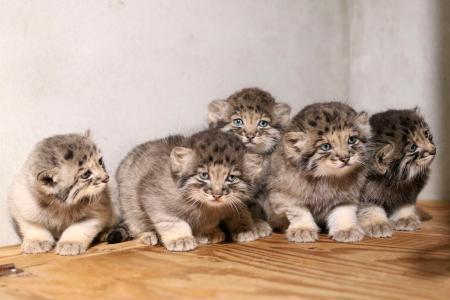 　マヌルネコの赤ちゃん＝６月（神戸どうぶつ王国提供）