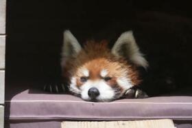 　レッサーパンダの風太＝６月、千葉市動物公園（同園提供）