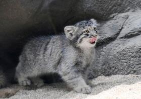 　初めて報道陣にお披露目されたマヌルネコの赤ちゃん＝１６日午前、神戸市の神戸どうぶつ王国