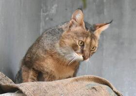 　死んだジャングルキャットの雌「キリー」（名古屋市の東山動植物園提供）