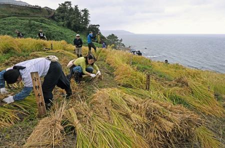　石川県輪島市の「白米千枚田」で稲刈りをする人たち＝１２日午前