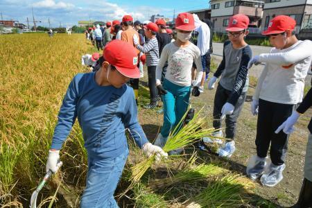 　「奇跡の復興米」を収穫する地元の児童ら＝１４日午前、大阪府富田林市