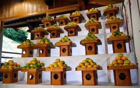 　「みかん祭」で供えられた極わせ品種のミカン＝１１日午後、和歌山県海南市