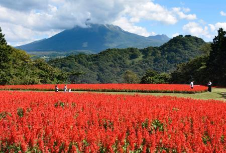　「とっとり花回廊」で見頃を迎えたサルビア。奥は大山＝１０日午前、鳥取県南部町
